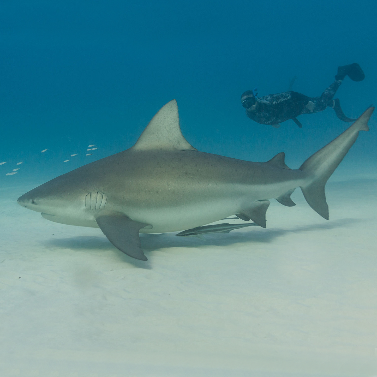 Captivating: Shark Tooth Necklace